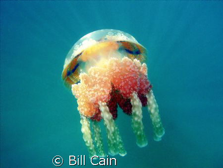 Jellyfish in Secret Lake. Shooting angle was up, and the ... by Bill Cain 