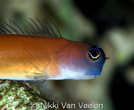 Arons blenny taken at Ras Mohamed Park. by Nikki Van Veelen 