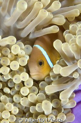 Anemone Clown by Alberto D'este 