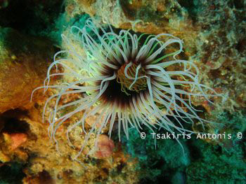 A kind of Underwater Anemone.. I Love her Colors.. :-) by Antonis Tsakiris 