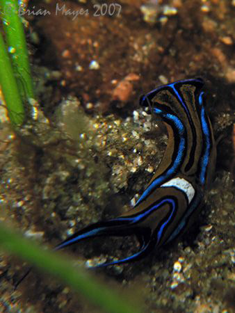 Leech Headshield Slug (Chelidonura hirundinina)<><><>Cano... by Brian Mayes 