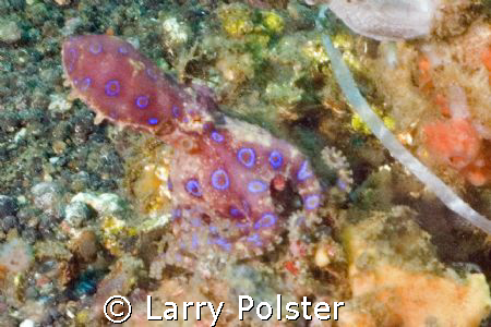 Blue Ring Octopus, Nikon D-70, Lembeh Straits by Larry Polster 