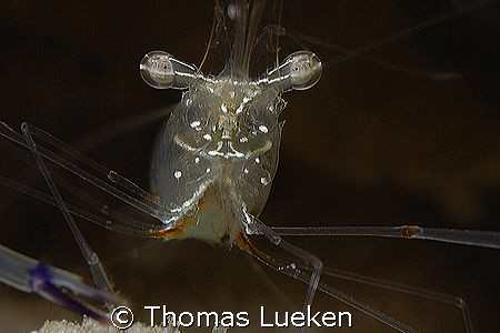 for your eyes only, D200 by Thomas Lueken 