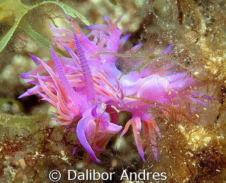 Flabellina affinis, Canon EOS 350D, EF-S 60mm by Dalibor Andres 