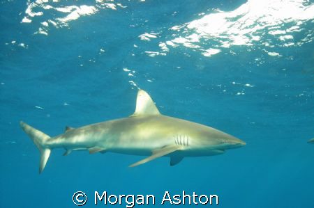Galapagos shark cruising off of Hawaii's North Shore. Tak... by Morgan Ashton 
