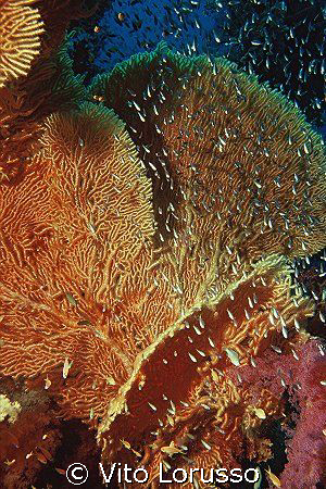 Corals - Subergorgia hicksoni by Vito Lorusso 