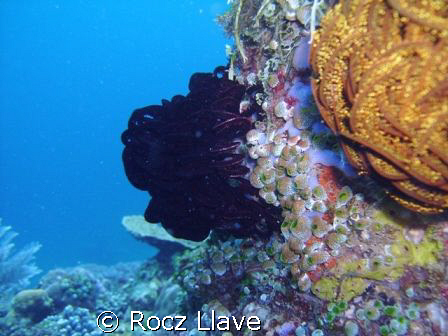 Sideview; Bonito Island, Batangas by Rocz Llave 