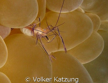 little Anemone shrimp with eggs by Volker Katzung 