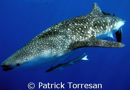 Rhincodon typus by Patrick Torresan 