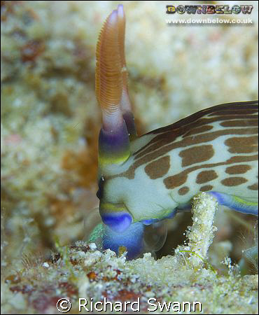 Feeding time ! D2x 105mm lens Sabah Borneo by Richard Swann 