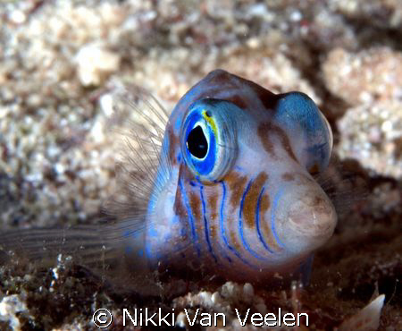 Toby taken on a night dive at Ras Umm Sid on E300. by Nikki Van Veelen 