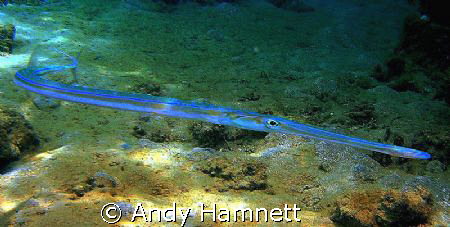 Flutefish in Safaga, Egypt. by Andy Hamnett 