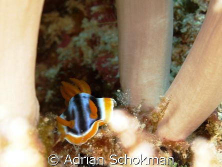 Little Nudi in Between soft Corals. Taken at Mabul Island... by Adrian Schokman 