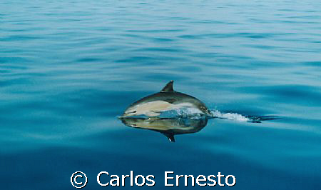 Delphinus Delphis.
Nikon F70  by Carlos Ernesto 