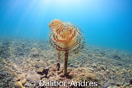 Flower from stone, Canon EOS 350D, Tokina AT-X 107 DX Fis... by Dalibor Andres 