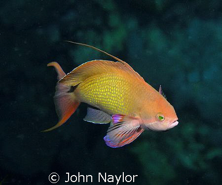 lyretail anthias by John Naylor 