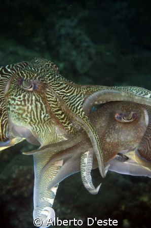 Sepia's in love by Alberto D'este 