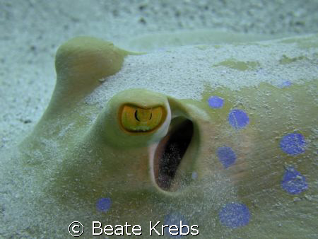 Close Look, ElQuseir Housereef / Egypt , Canon S70 , Macr... by Beate Krebs 