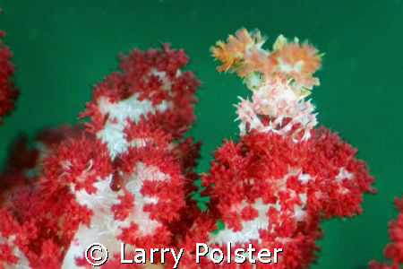 Dendronephtya softcoral crab, Nikon D2 with 60mm lens twi... by Larry Polster 