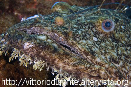 Lophius Piscatorius  by Vittorio Durante 