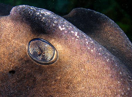 Eye of Port Jackson shark, Bare Island by Doug Anderson 
