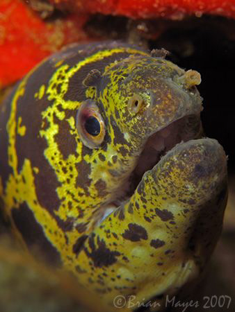Chain Moray (Echidna catenata)<><><>Canon G7, Inon UCL-16... by Brian Mayes 