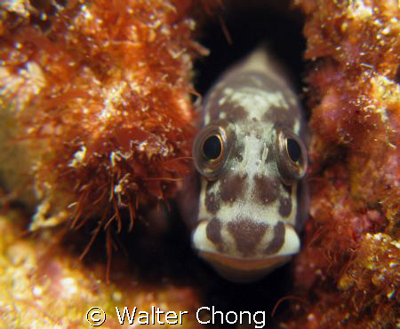 unhappy!!! by Walter Chong 