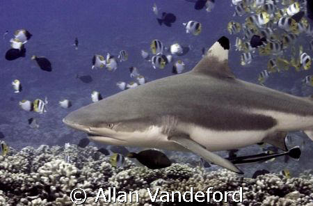 Black Tipped Reef Shark encounted at Tapu divesite off Bo... by Allan Vandeford 