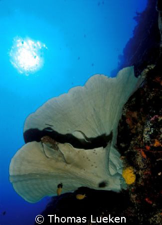 found in Bangka Island , F100 by Thomas Lueken 
