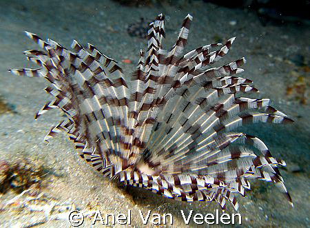 Featherworm taken at Ras Mohamed with SP350. by Anel Van Veelen 