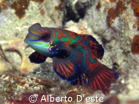 Mandarin Fish by Alberto D'este 