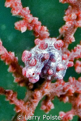 Pigmy seahorse, Wakatobi, Nikon D-70 60mm lens, Ikelike s... by Larry Polster 
