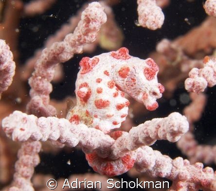My Little Pygmy Seahorse below Sea Venture at Mabul Islan... by Adrian Schokman 