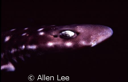 catshark.Green Island,Taiwan.Nikons F-100,60mm lens,f22,1... by Allen Lee 