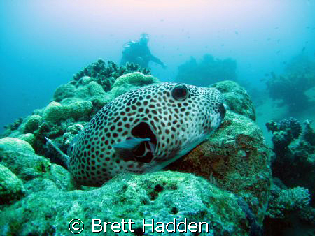 Giant Puffer  by Brett Hadden 