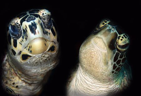 Friends.... 2 hawksbill turtles joined together. by Dray Van Beeck 