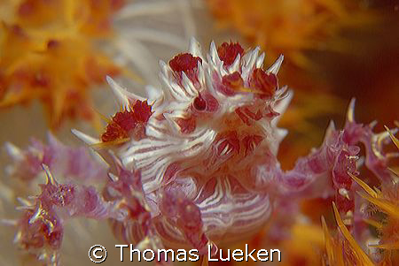 soft coral crab, D200 by Thomas Lueken 