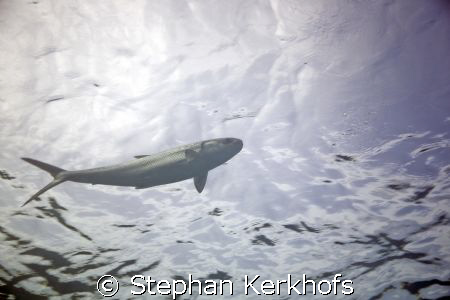 milkfish (chanos chanos) taken at middle garden, sharm el... by Stephan Kerkhofs 