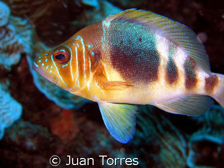 Elusive Barred Hamlet. by Juan Torres 