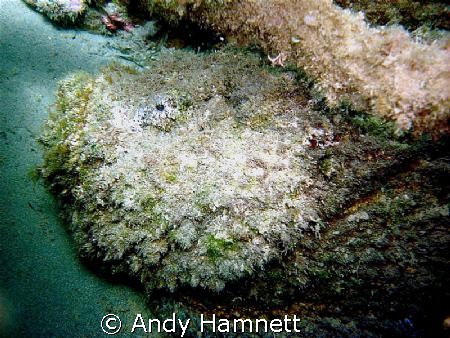 Big Stonefish by Andy Hamnett 
