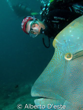 Napoleon Fish and scubagirl by Alberto D'este 
