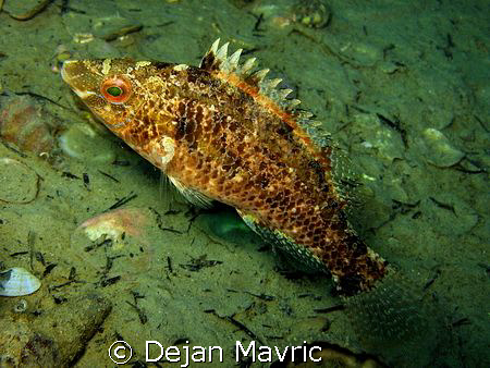 LOVE IS IN THE AI....ERR WATER. This male gray wrasse (Sy... by Dejan Mavric 