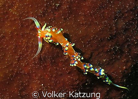 nice nudi  by Volker Katzung 