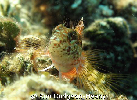 Saddled Blenny. Posing nicely.
Taken while free-diving i... by Kim Dudgeon-Heany 