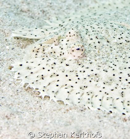 Moses sole (pardarchirus marmoratus) taken at Ras Ghozlan... by Stephan Kerkhofs 