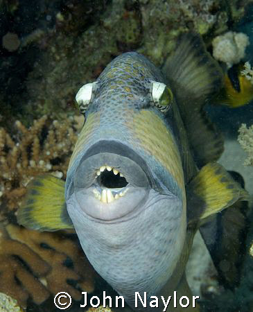 titan trigger fish. by John Naylor 