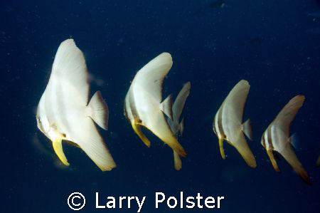 Papa, Mama, Brother, Sister, Nikon D-70 Ikelite D-125 str... by Larry Polster 