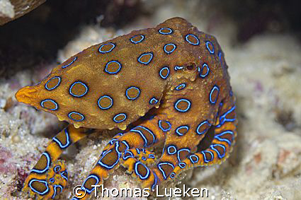 blue ring octopus in Kapalai, D200 by Thomas Lueken 