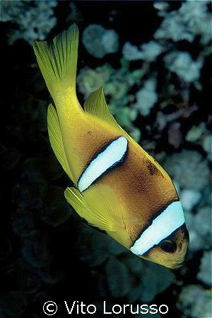 Fishs - Amphiprion bicinctus by Vito Lorusso 