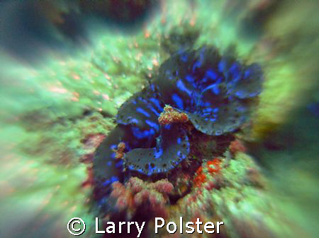 Giant clam on the move, Nikon D-70 twin Ikelite D-125 str... by Larry Polster 